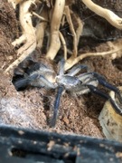 Ptasznik - Monocentropus balfouri