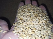 Jęczmień ziarno 25 kg pasza dla zwierząt