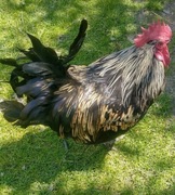 Jaja jajka lęgowe kur