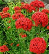 Firletka chalcedońska czerwona bylina wieloletnia sadzonka