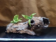 Duża ozdoba do akwarium korzeń 