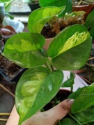 epipremnum global green ciekawa mutacja- cięty szczyt