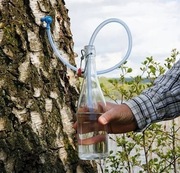 Sok z brzozy cena za litr