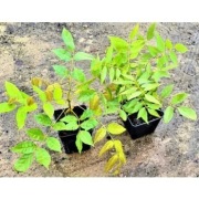 Glicynia (wisteria chińska) - jasny fiolet - 10-15 cm