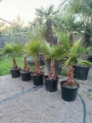 Palma Waszyngtonia Robusta 110-120 cm