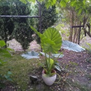 Sprzedam tropikalny kwiat MONSTERA