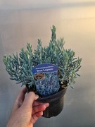 Modrzewnica pospolita 'Blue Lagoon', 1,5L