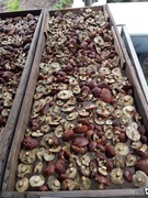 Podgrzybek suszony 1 kg zbiór 2025 atest, główki, kapelusze