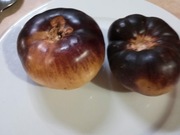 Smart Roloise Nasiona 