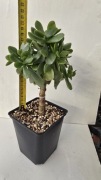Grubosz Crassula Arborescens Hulk 