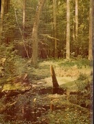 Białowieża Topielisko...