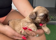 Shih tzu z rodowodem