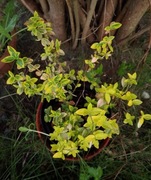 Trzmielina Fortunea Emerald Gold