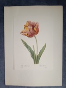 Art printy z 1957 roku