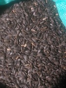 PROMO słonecznik z suszarni przewiany gołębie 5kg