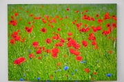 obraz na płótnie "Czerwone maki na łące"