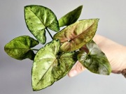 Syngonium Matcha Sprinkle hydroponika