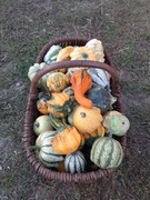 Nasiona pestki dyni ozdobnej Autumn Wings Korona Cierniowa, Large Fungo