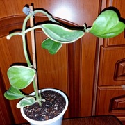 Hoja, hoya ~ KERRII VARIEGATA/ ALBOMARGINATA~ rosnąca 