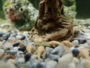 Zbrojnik Albinos (glonojad) 