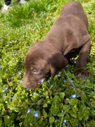 Wyżeł Niemiecki Krótkowłosy "Black" szczeniak ur. 09.03.2026