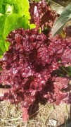 Salata mix odmian nasiona .