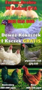 Ferma Drobiu Ładna WIELKA DOWÓZKA GRATIS(15szt) Kokoszki I Kaczki 2026