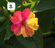 Nasiona dziwaczek jalapa dwybarwny