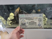 5 dolarów 1902 USA pmg 35 rzadsza odmiana 