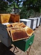 Odbudowane ramki wielkopolskie (susz)