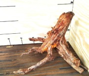 Korzeń do terrarium/akwarium. Suchy. Wstępnie oczyszczony