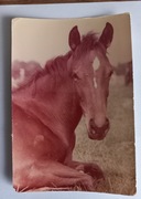  Konie   Ochaby klacz Basetla  duży format 