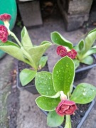 Prymula auricula Forest Fire 