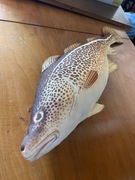 Ryby Gaby Dorsz 75 cm 