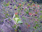 owoce aroni  ekologicznej