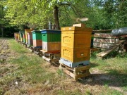 Owady Pasieka Pszczoły