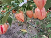 Nasiona papryka chili Capsicum Baccatum Peppa Peach Stripey