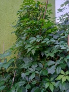 Winobluszcz 300-400cm w donicy 