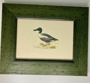 Grafika kaczka Shoveler