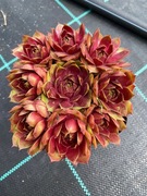 Rojniki nr 3 sadzonka p9