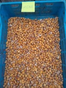 Czosnek  słoniowy 200 szt sloniowy cebulki przybyszowe  