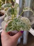 Philodendron Giganteum Variegata - sadzonka ze zdjęcia