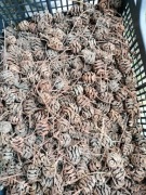 Szyszki metasekwoja 250 g