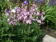 Dyptam jesionolistny Dictamnus różowy 30 dużych nasion