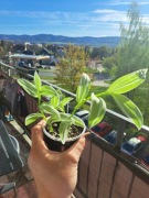 Tradescantia Albovittata 