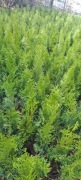 Thuja szmaragd młoda sadzonka p9