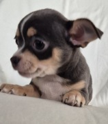 Chihuahua słodka dziewczynka 