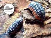 Armadillidium werneri isopod kulanki prosionki 