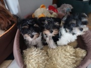 Yorki Terriery Biwerki tricolor 