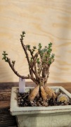 Trichodiadema - okaz 15letni - caudex, kaudeks - bonsai - #7